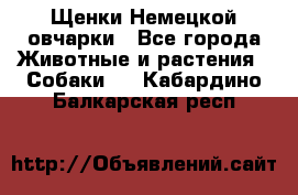 Щенки Немецкой овчарки - Все города Животные и растения » Собаки   . Кабардино-Балкарская респ.